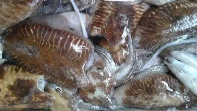 بوجدور.. حجز أزيد من نصف طن من الحبار الممنوع صيده