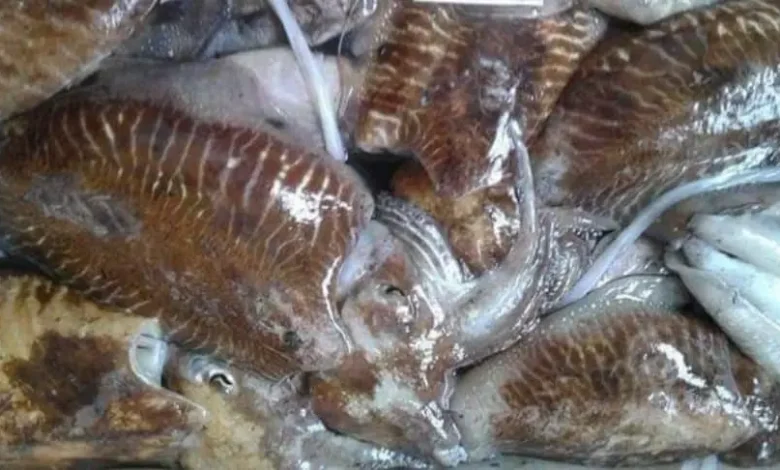 بوجدور.. حجز أزيد من نصف طن من الحبار الممنوع صيده