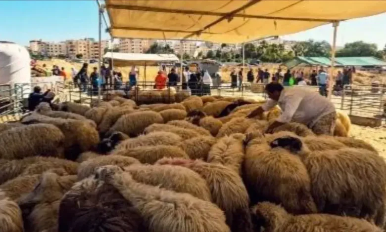 حملات بأقاليم سوس لمنع بيع الأكباش في الأسواق الأسبوعية