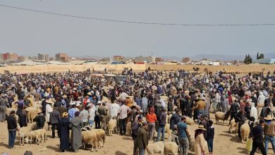 تعليق نشاط “رحبة الغنم” بجرسيف إلى ما بعد عيد الأضحى