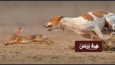 الجامعة الملكية المغربية للقنص تفتح باب المشاورات لتنظيم الصيد بالسلوقي