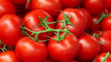 صادرات الطماطم المغربية إلى إسبانيا تسجل ارتفاعًا قياسيًا بنسبة تفوق 40%
